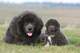 DOGUE DU TIBET 747